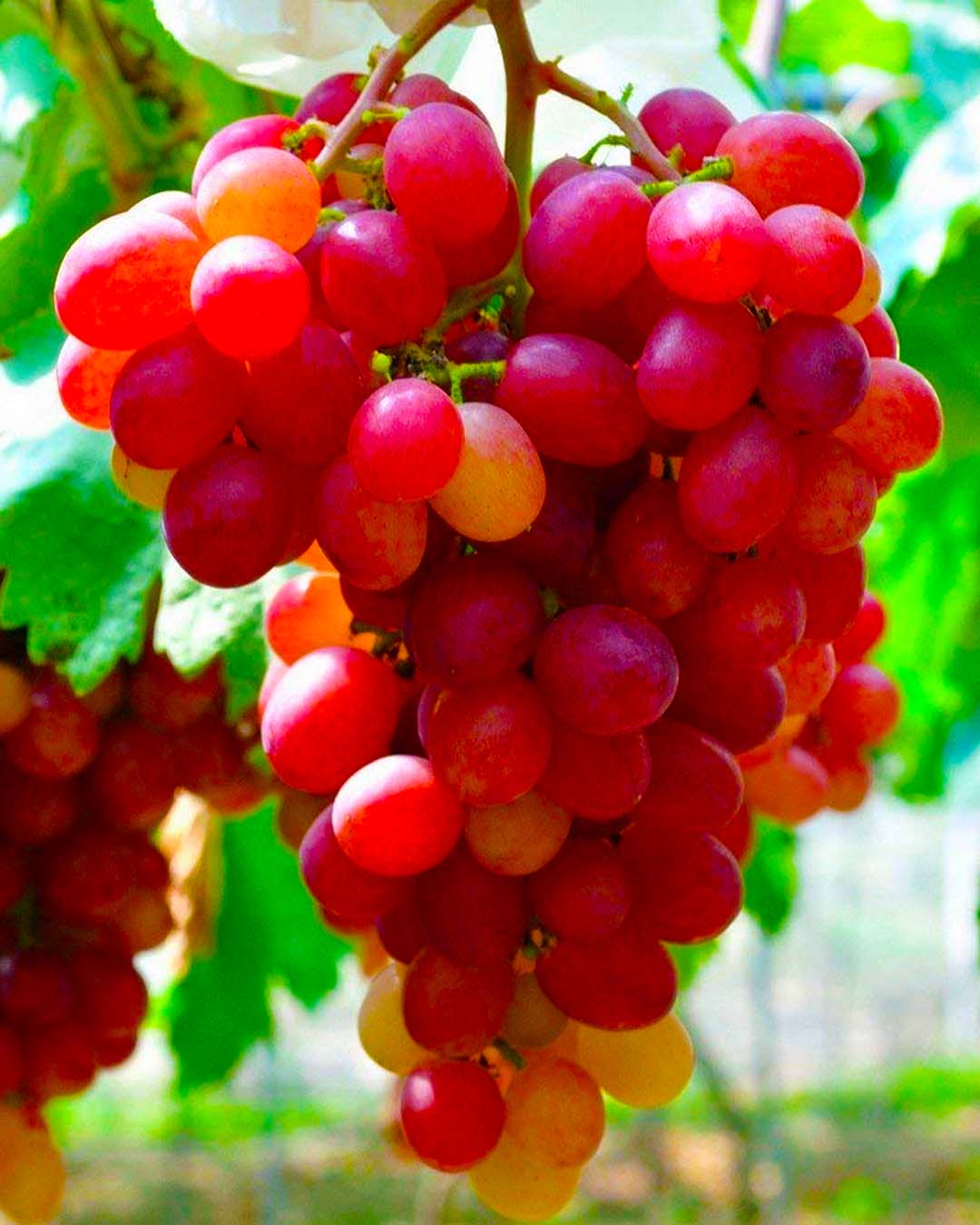 Red Seeded Grapes Fruits Veggies Naija Home Food
